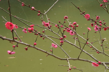 梅花