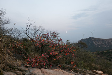 山野紅葉