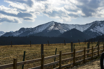 野山楂