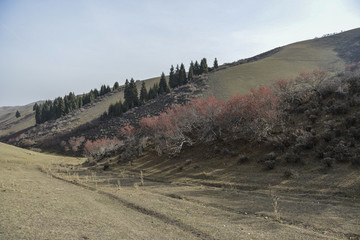 野山楂