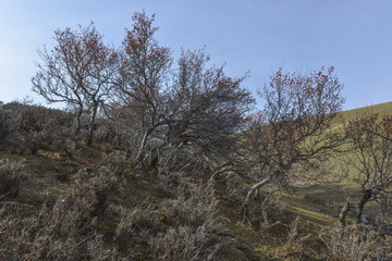 野山楂樹