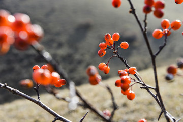 野山楂