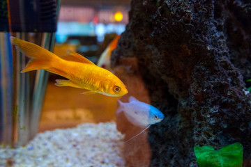 觀賞熱帶魚