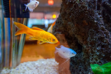 觀賞熱帶魚(yú)