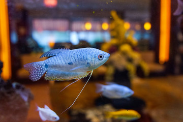 觀賞熱帶魚