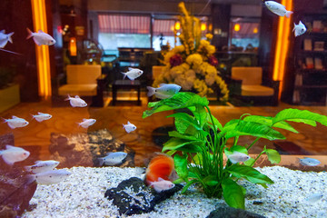 觀賞熱帶魚(yú)