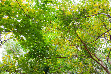綠色樹(shù)葉背景