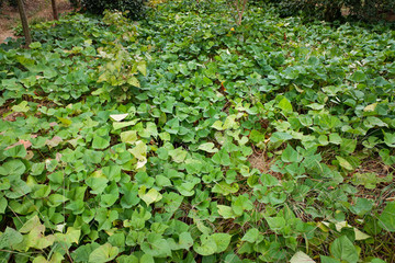 農(nóng)家紅薯地