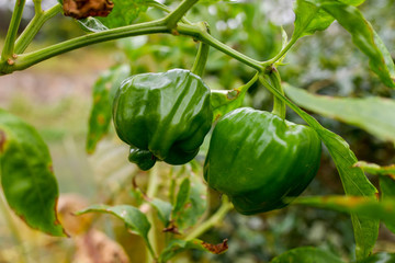 菜園青辣椒