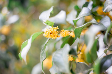 桂花