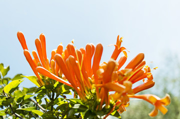 炮仗花