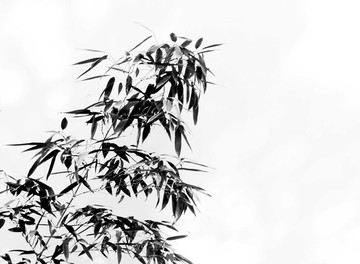 墨竹