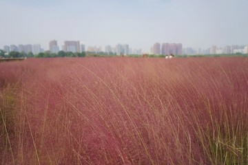 粉黛亂子草