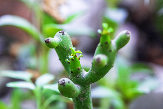 多肉植物