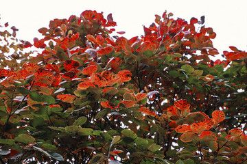 紅葉