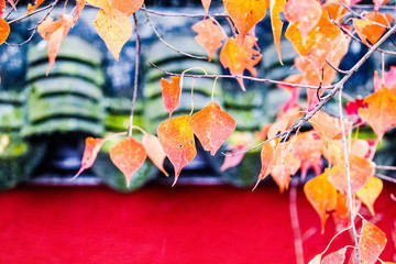 秋色紅葉