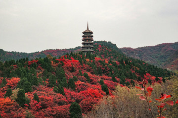 紅葉谷