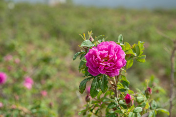 妙峰山玫瑰花