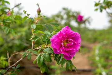 妙峰山玫瑰花
