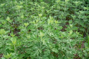 艾草