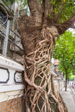 樹根