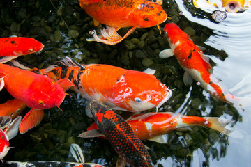 錦鯉魚