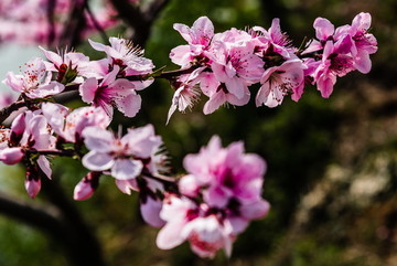 桃花開放開花