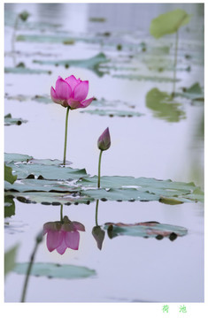 荷花