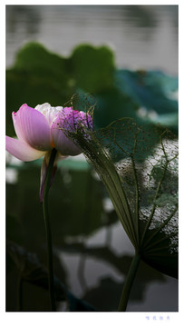 荷花