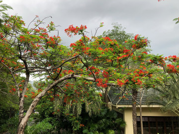 三亞風(fēng)光熱帶植物園林