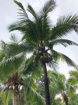 熱帶植物園林海南風光