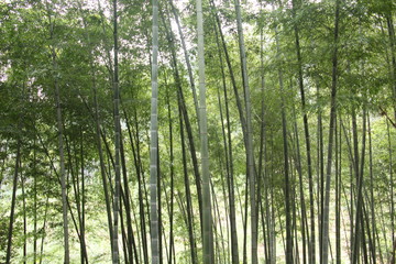 竹林
