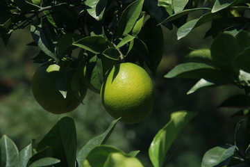 綠橙夏橙青橙農(nóng)產(chǎn)品