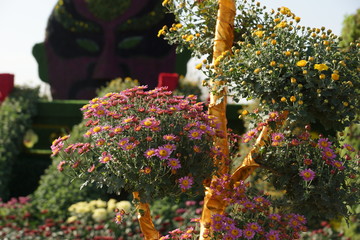 小紅花