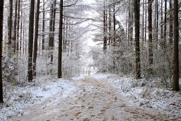 雪景