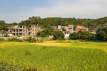 農(nóng)村稻田