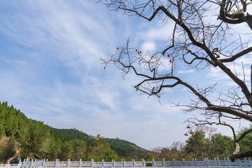 柿子樹(shù)