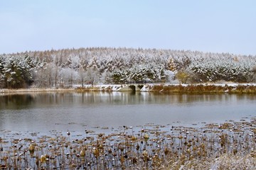 殘荷雪景
