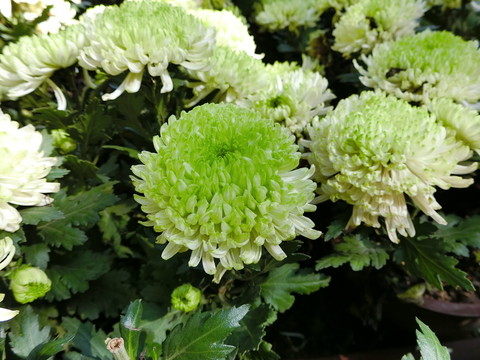 綠菊