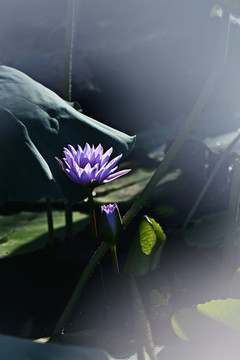 蓮花