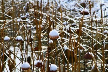 殘荷雪韻
