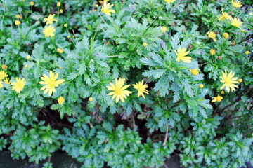 野菊花