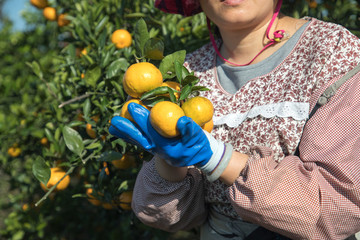 蜜橘