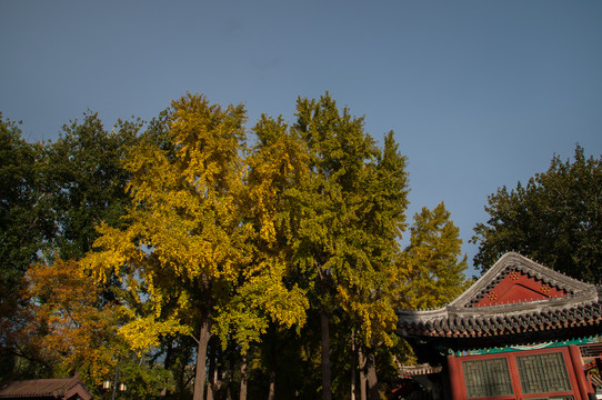 紅葉