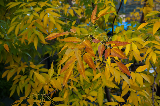 紅葉
