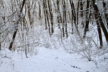 雪掛