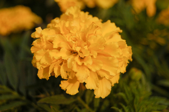 鮮花