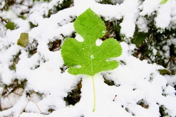 綠葉與雪