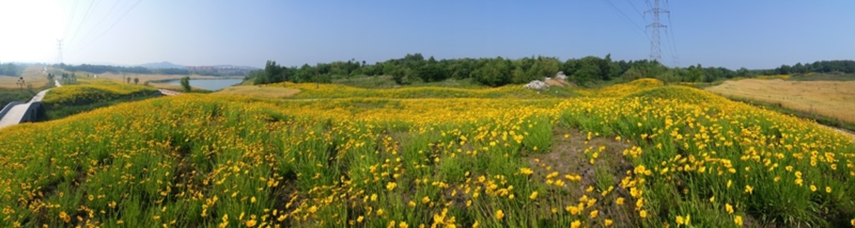 田野菊園