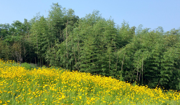 竹園和金雞菊